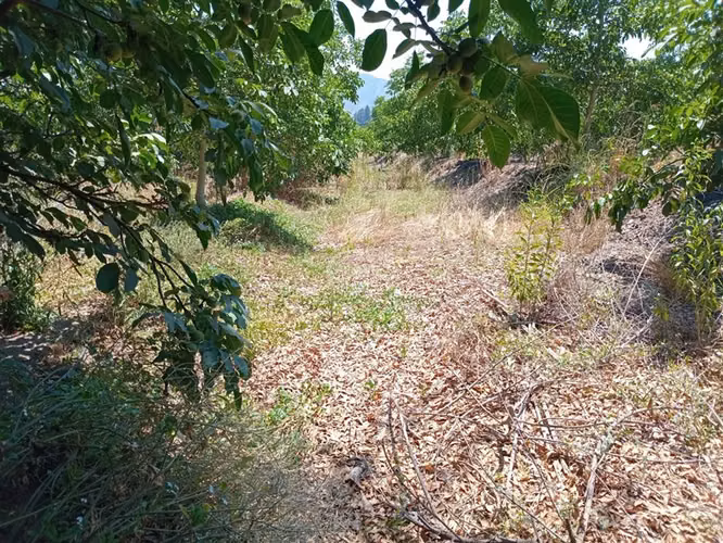 Parcela en venta en Nogales