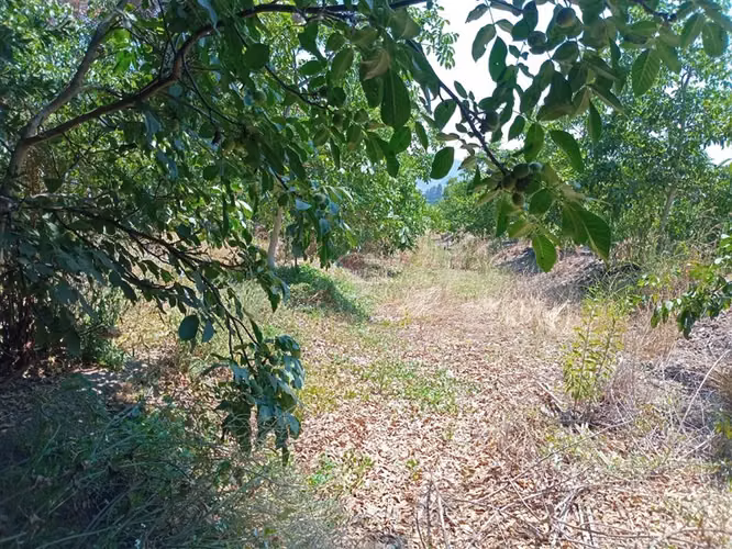 Parcela en venta en Nogales