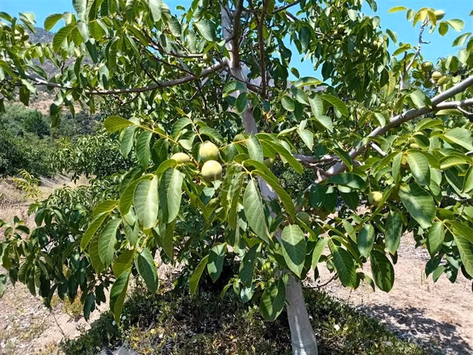 Parcela en venta en Nogales