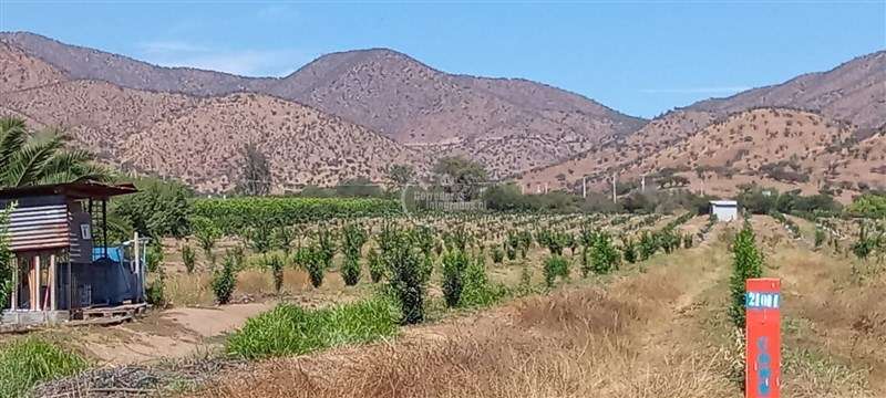 Agrícola en venta en Curacaví - Imagen 7