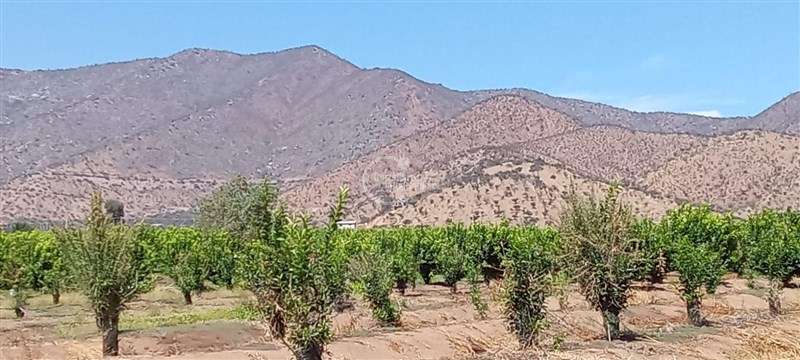 Agrícola en venta en Curacaví - Imagen 6