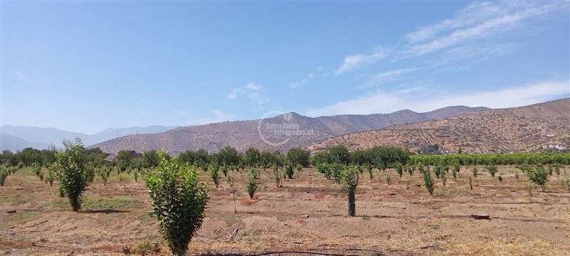 Agrícola en venta en Curacaví - Imagen 9
