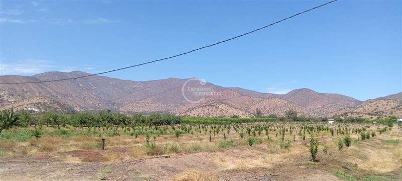 Agrícola en venta en Curacaví - Imagen 8