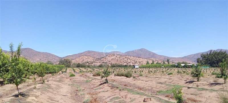 Agrícola en venta en Curacaví - Imagen 5