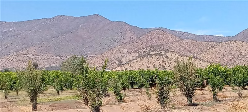 Agrícola en venta en Curacaví