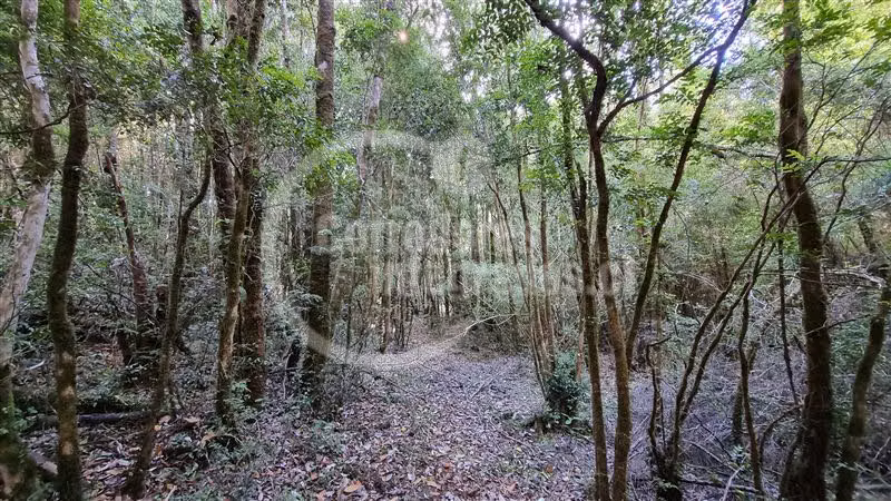 6,5 Hectáreas de terreno agrícola en Mauulin.