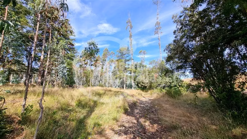 6,5 Hectáreas de terreno agrícola en Mauulin.