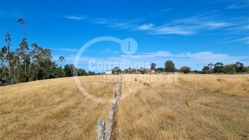 6,5 Hectáreas de terreno agrícola en Mauulin.