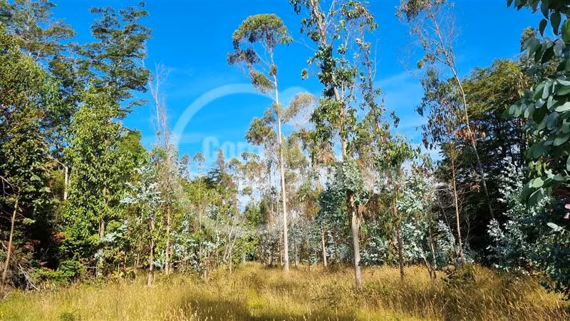 6,5 Hectáreas de terreno agrícola en Mauulin.