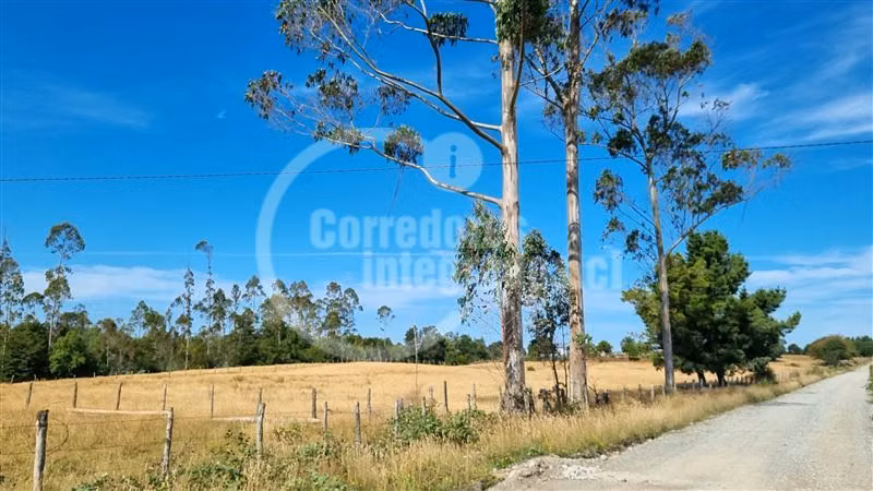 6,5 Hectáreas de terreno agrícola en Mauulin.