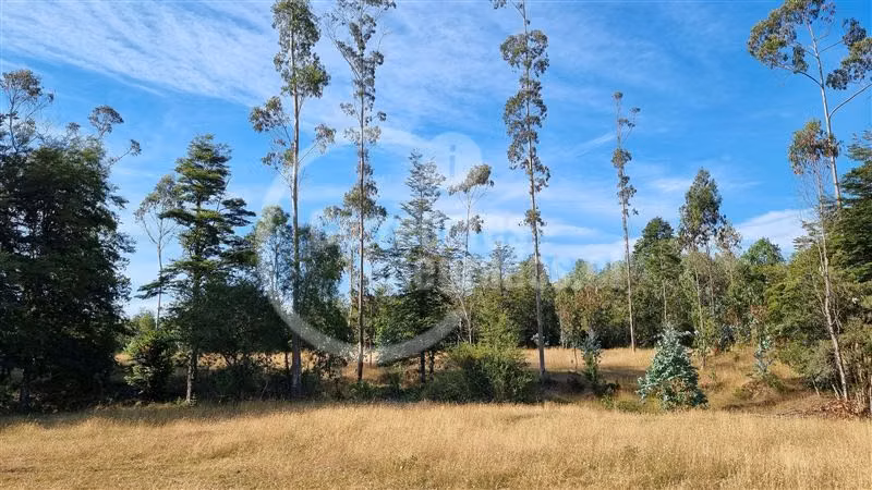 6,5 Hectáreas de terreno agrícola en Mauulin.