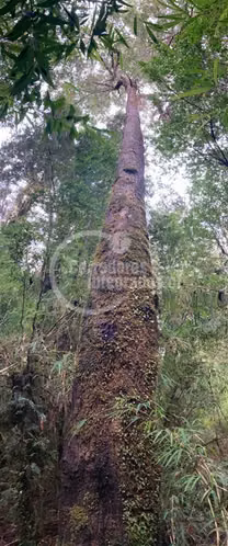 Sitio de 8,2 Ha en Puerto Montt (UF 437 la Hectarea)