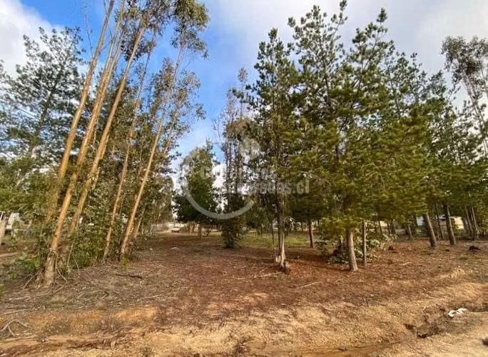 Parcela en venta en ALGARROBO - Imagen 2