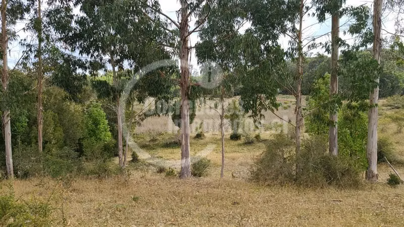 Venta 51 héctareas en Quemchi, Los Lagos