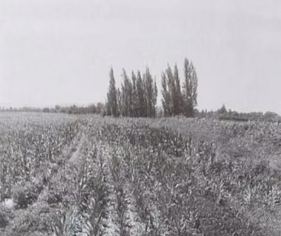 Agrícola en Venta en Santa Cruz