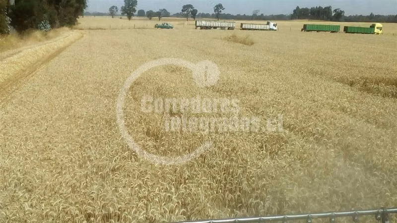 Agrícola en venta en Victoria