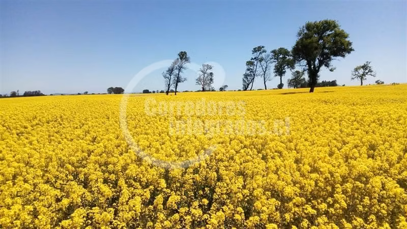 Agrícola en venta en Victoria