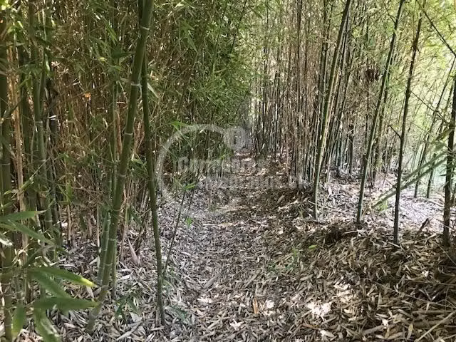 Sitio en venta en Curacaví
