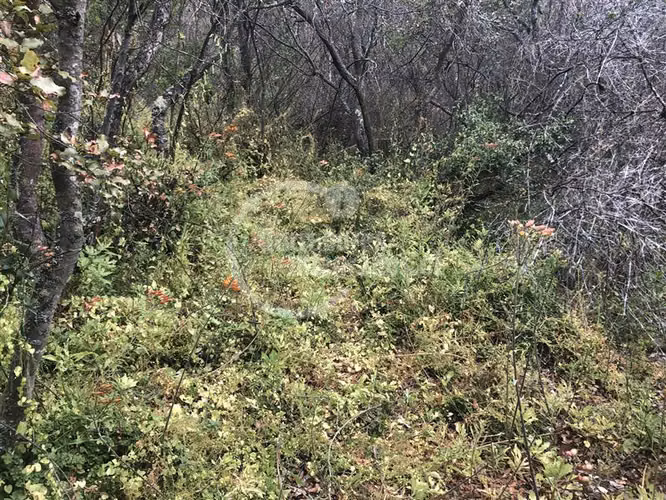 Sitio en venta en Curacaví