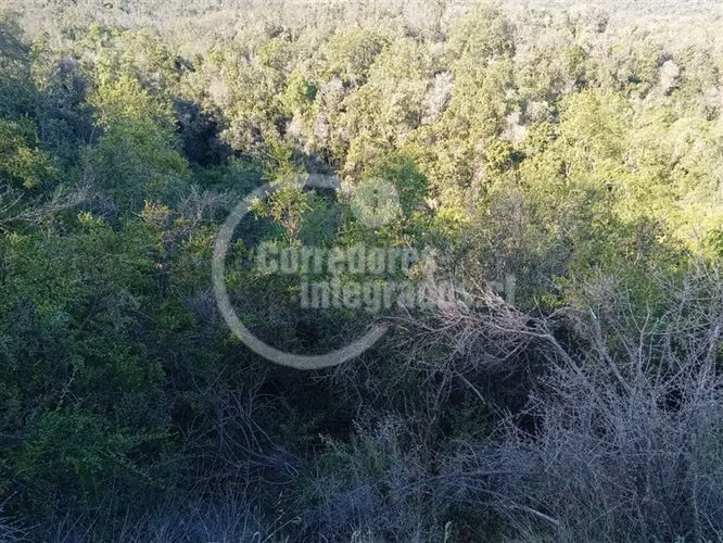 Parcela en venta en Curacaví