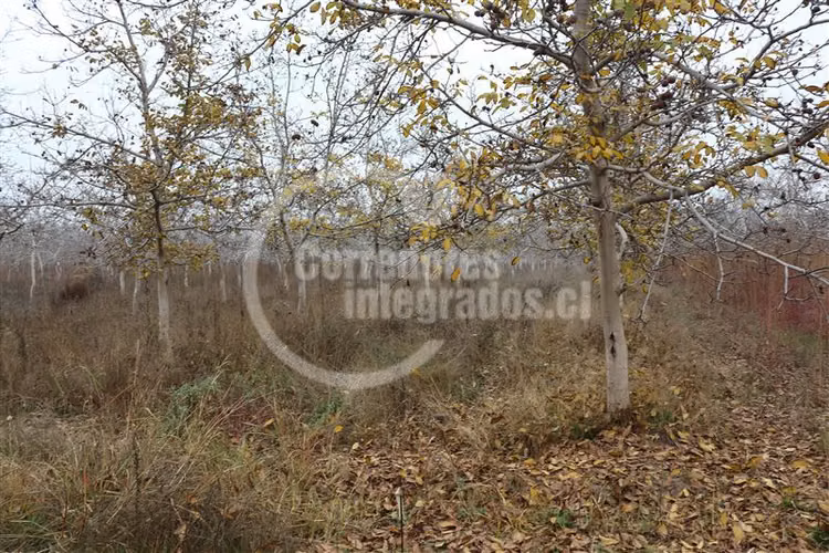 Parcela en venta en Paine