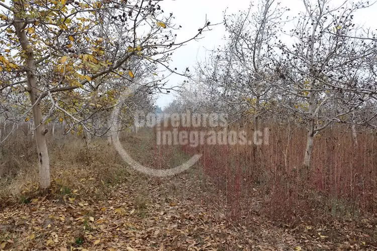 Parcela en venta en Paine