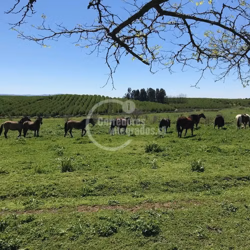 Agrícola en venta en Río Claro