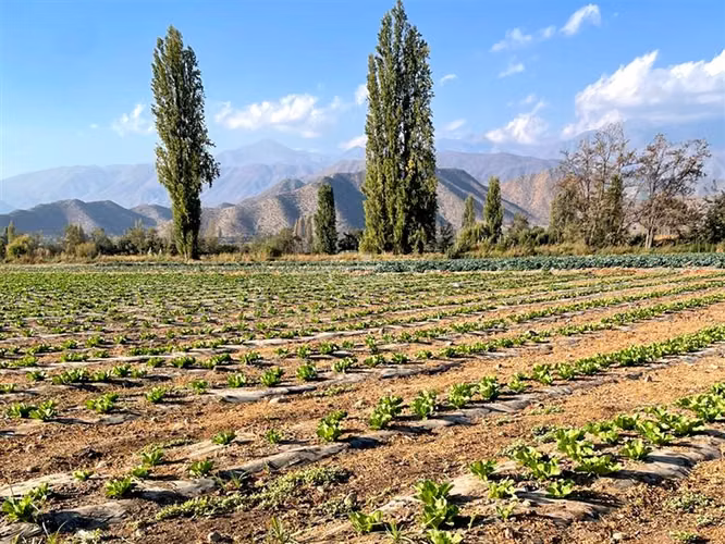 Parcela Agricola, 14 Hás. planos, Santa María, San Felipe