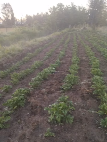 Parcela en venta en Longaví