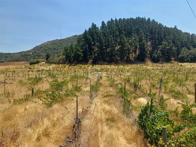 Agrícola en venta en Yerbas Buenas