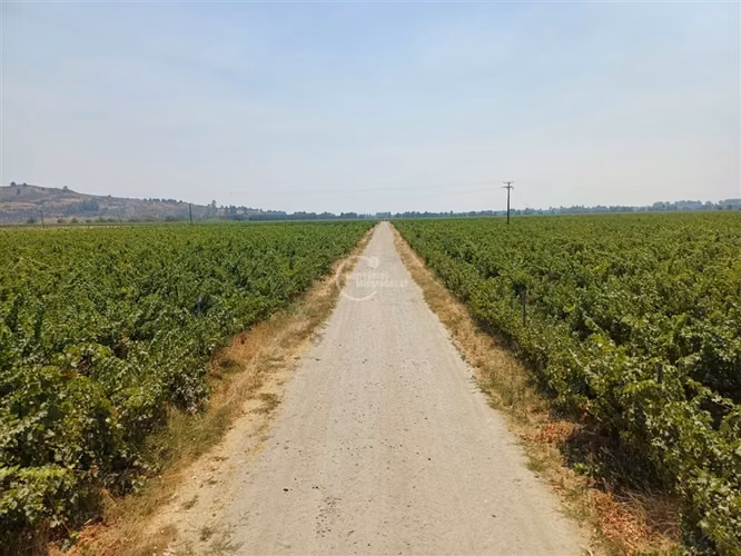 Agrícola en venta en Yerbas Buenas