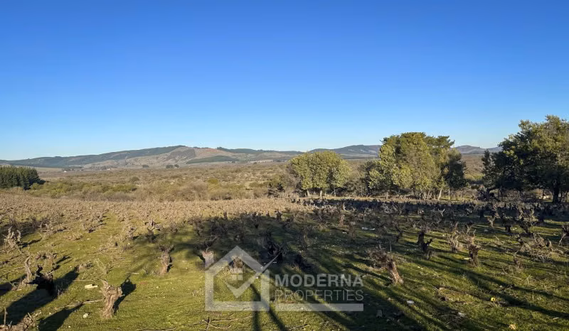 Agrícola en venta en Cauquenes
