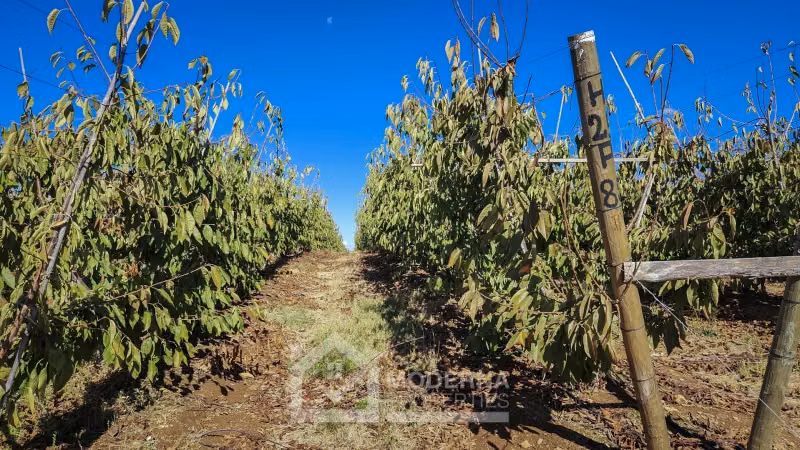 Agrícola en venta en San Rafael