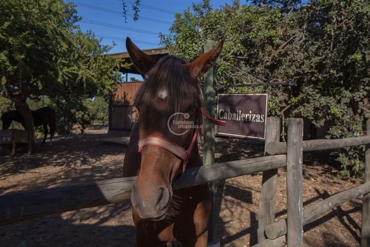 Parcela en venta en Olmué - Imagen 16