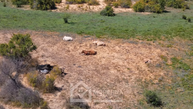 Agrícola en venta en Pelarco