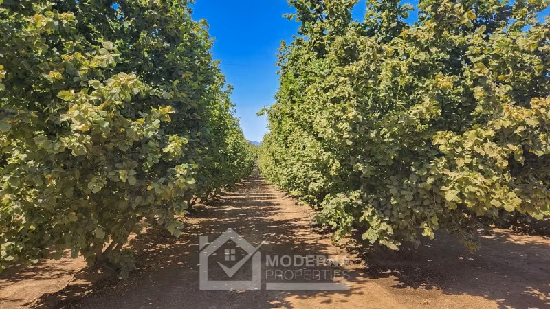 Agrícola en venta en Pelarco