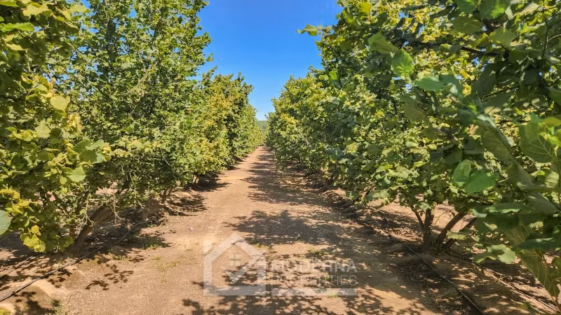 Agrícola en venta en Pelarco