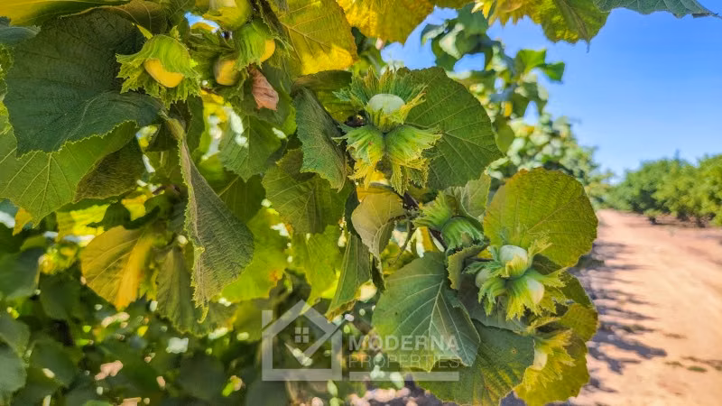 Agrícola en venta en Pelarco