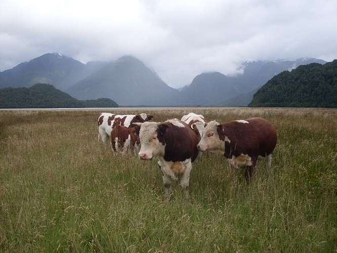 Agrícola en venta en Aysén - Imagen 18