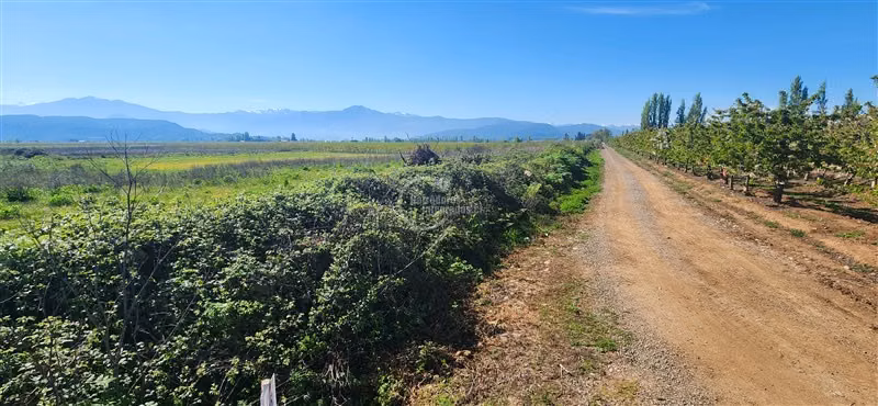 Agrícola en venta en Teno
