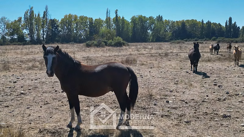 Agrícola en venta en Molina