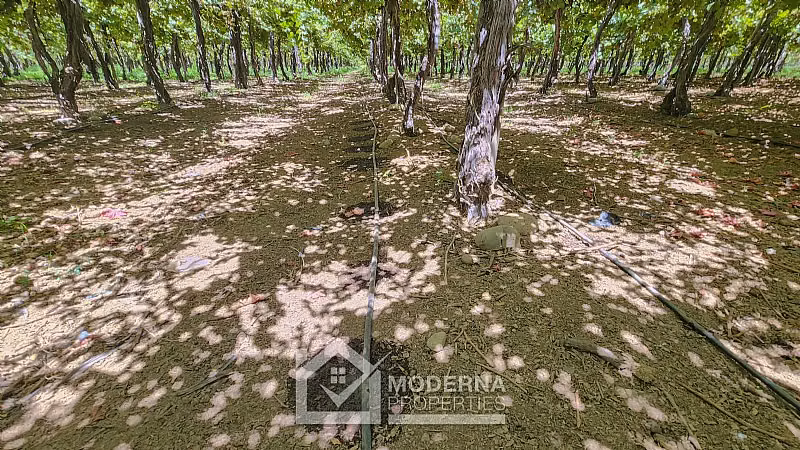 Agrícola en venta en Teno