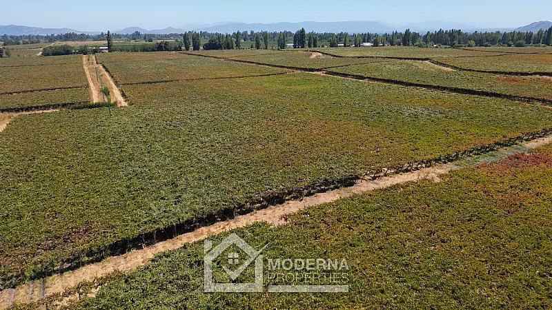 Agrícola en venta en Teno