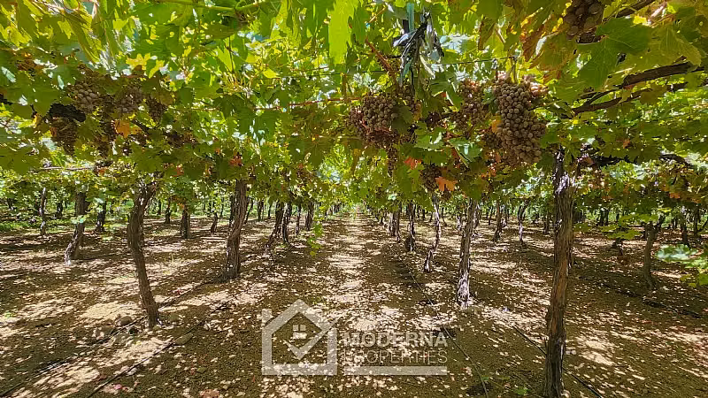 Agrícola en venta en Teno