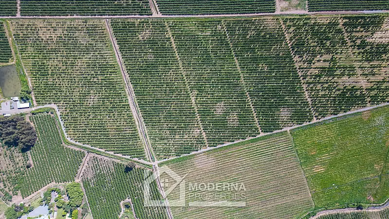 Agrícola en venta en Teno