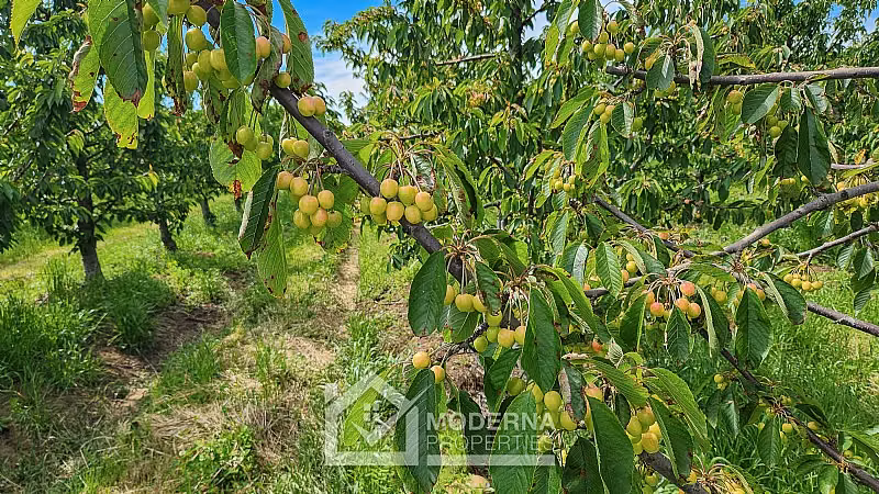 Agrícola en venta en Teno