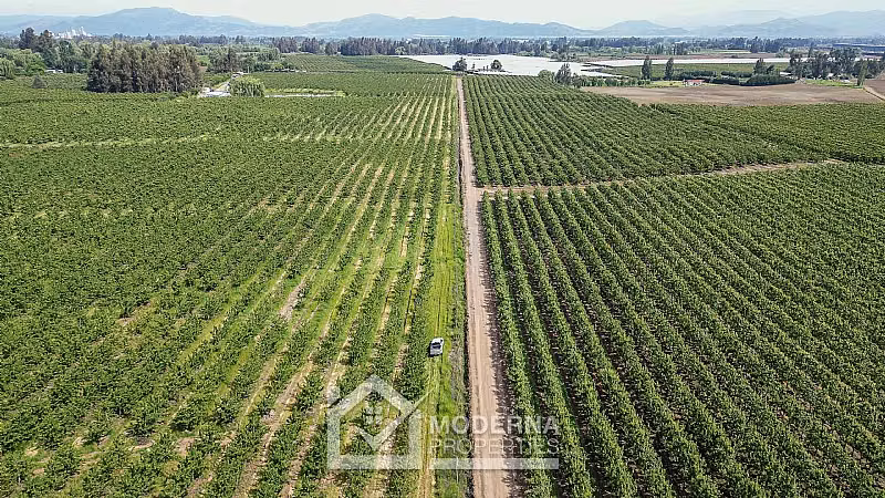 Agrícola en venta en Teno