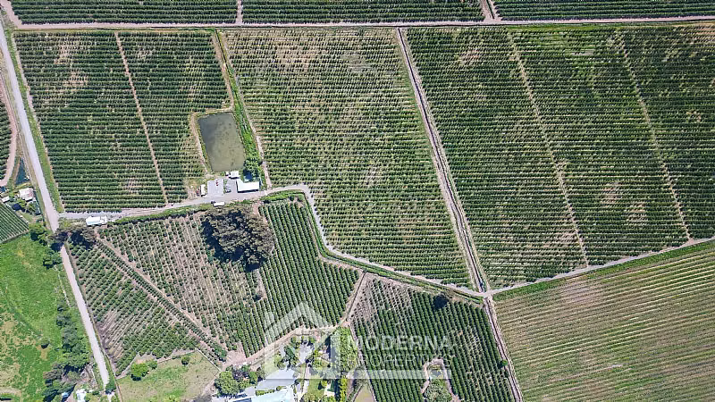 Agrícola en venta en Teno