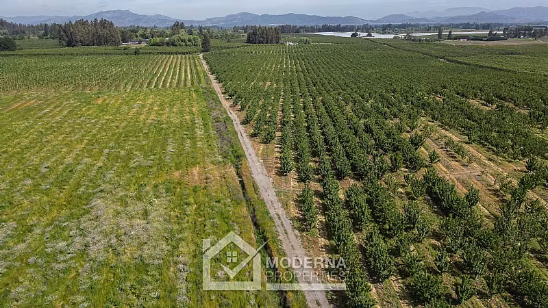 Agrícola en venta en Teno