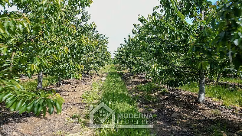 Agrícola en venta en Teno